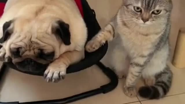 animals Funny Moments