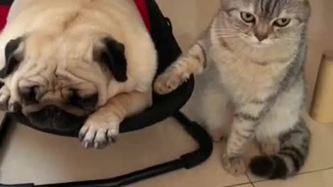animals Funny Moments