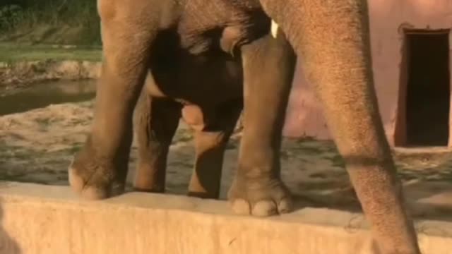 Cute and funny elephant