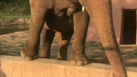 Cute and funny elephant