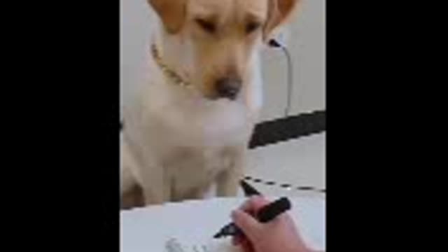 Smart Dog Can Read Chinese