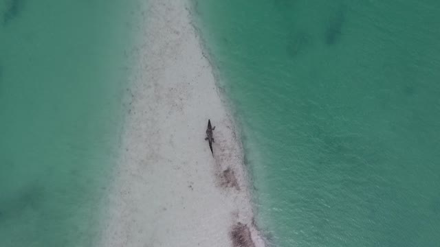 crocodile beach view