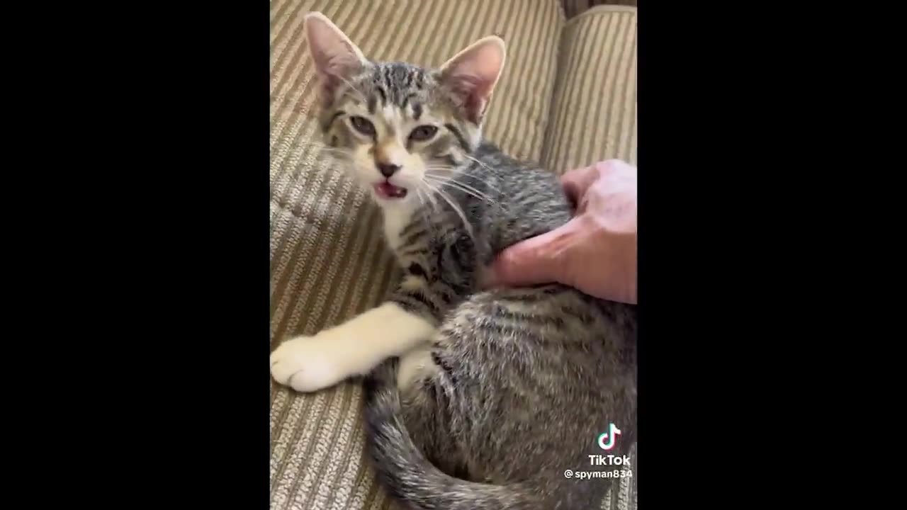 FUNNY CAT MEMES COMPILATION OF 2023