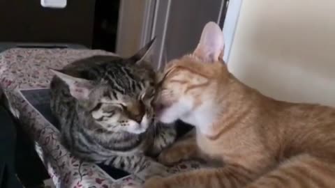 When Cats Fall in Love #8