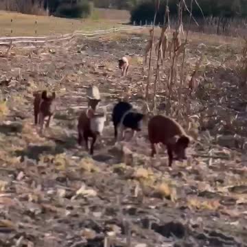 Good Piggy Morning to ALL!!!