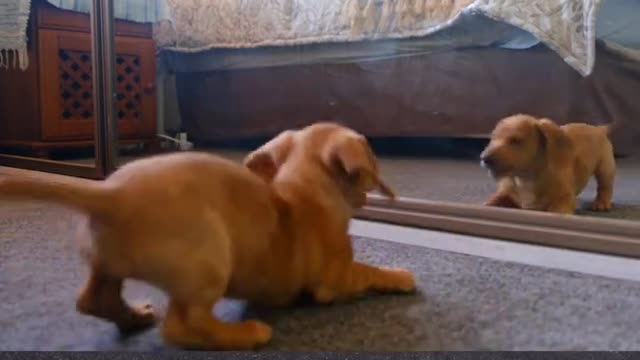 Puppy mirror funny video