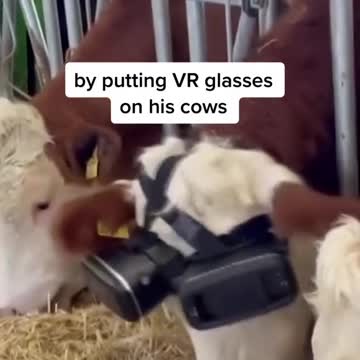 Niektóre krowy widzą łąkę już w tylko w metaversie.