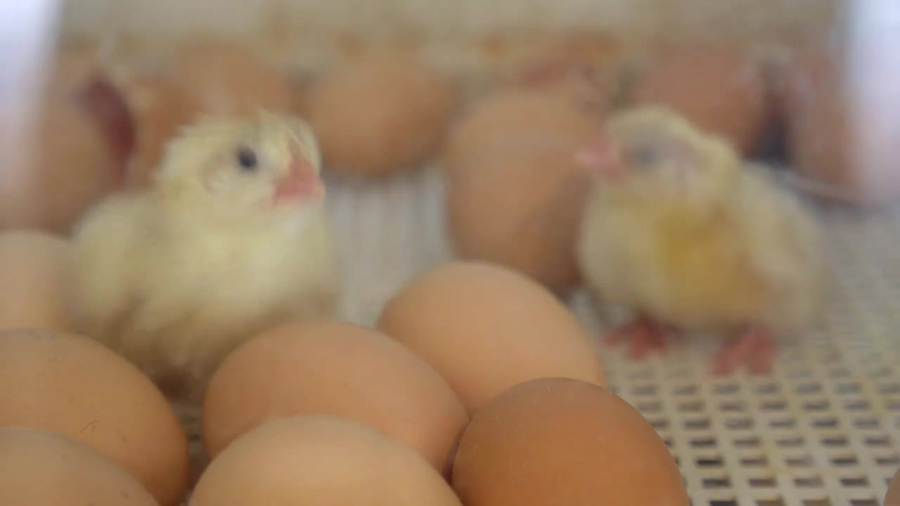 Newborn Yellow Chickens on a Poultry Farm in Incubator