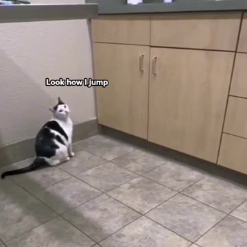 Cat jumping, funny & cute😁😍
