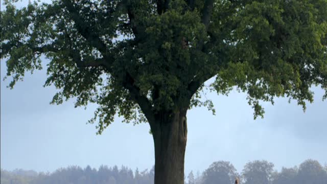 A story about the oldest trees in Europe (FR-DE) 🇫🇷🇩🇪