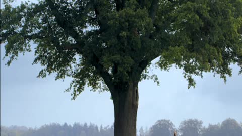 A story about the oldest trees in Europe (FR-DE) 🇫🇷🇩🇪