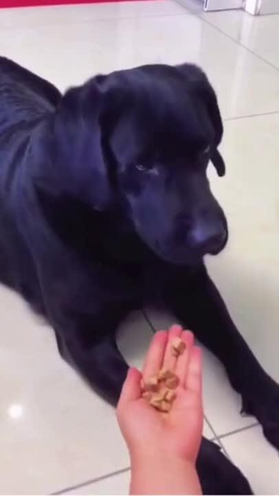 Funny Dogs At Home | Funniest dog videos | Funny Animal Video 2021 #shorts