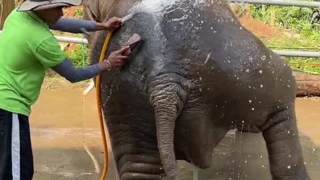 Showering the elephant.