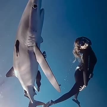 Underwater Creatures