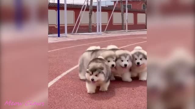 Baby Alaskan Malamute Cutest and Funniest Moments New Compilation 😍| Try Not To Laugh.