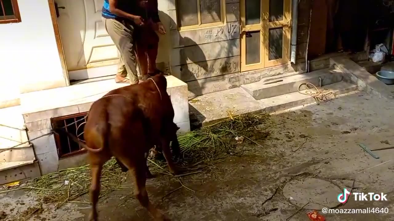 dangerous cow run towards the people and people afraid to cow