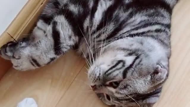 Lie on the floor and play together