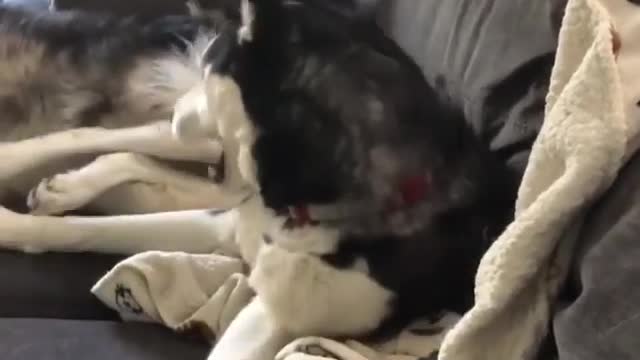 It looks like siblings fighting when they were kids