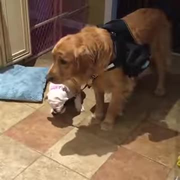 Happy Pup - Come on big bro, take me for a walk!