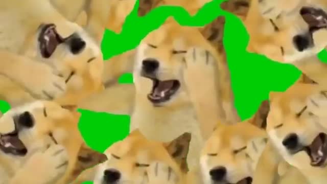 😳How is that friendship dog 😍😱