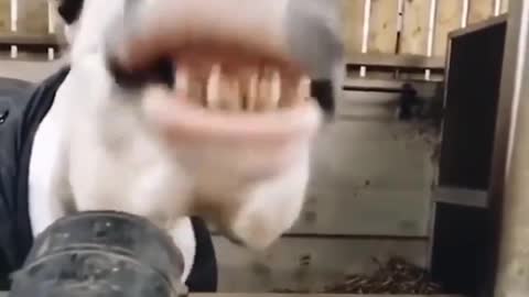 a collection of funny animal videos