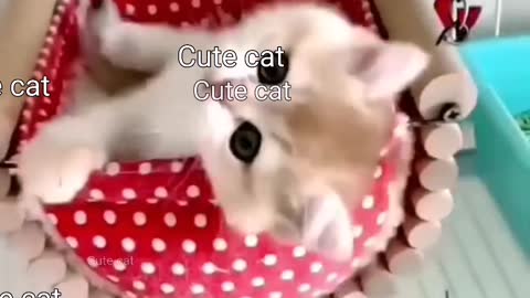 Cute and funny cat