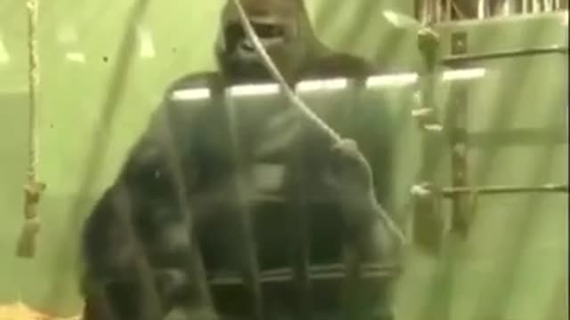 Amazing Gorilla
