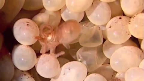 birth of octopus chicks