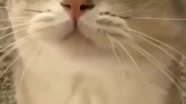 Funny Cat Trying Say Something 😂