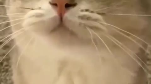 Funny Cat Trying Say Something 😂