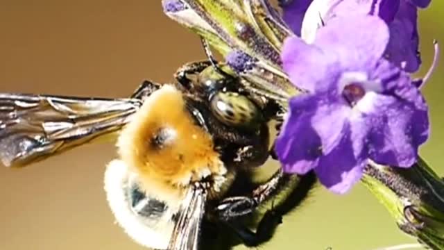 Landscapes of Nature the Charm of Bees