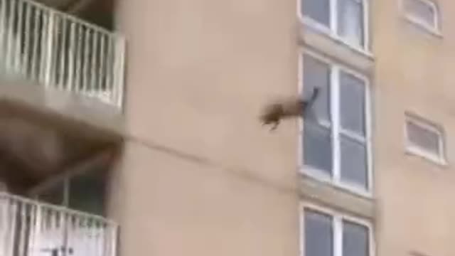 A cat always falls on four legs and has 9 lives