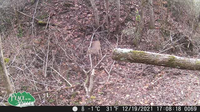 Appalachian Animal Cams - E72