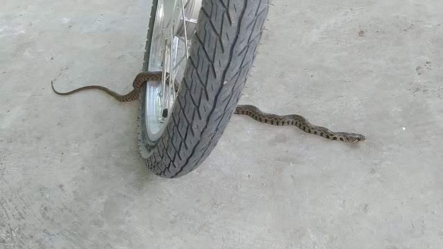 The snake is in the wheel