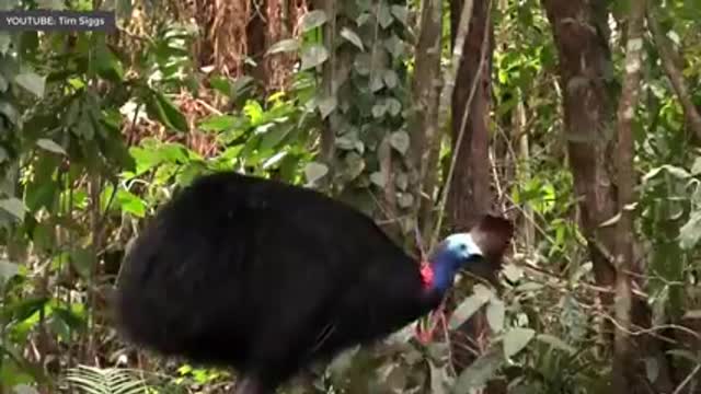 10 of the biggest birds in the world