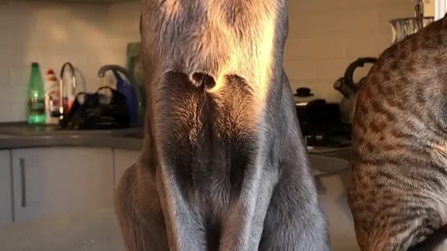 Car 😺😺