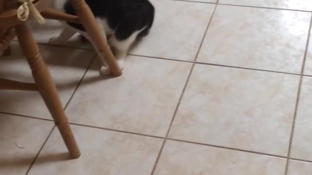 Black and white cat spins and stops on tile floor