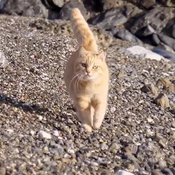 Victoria secret future super model