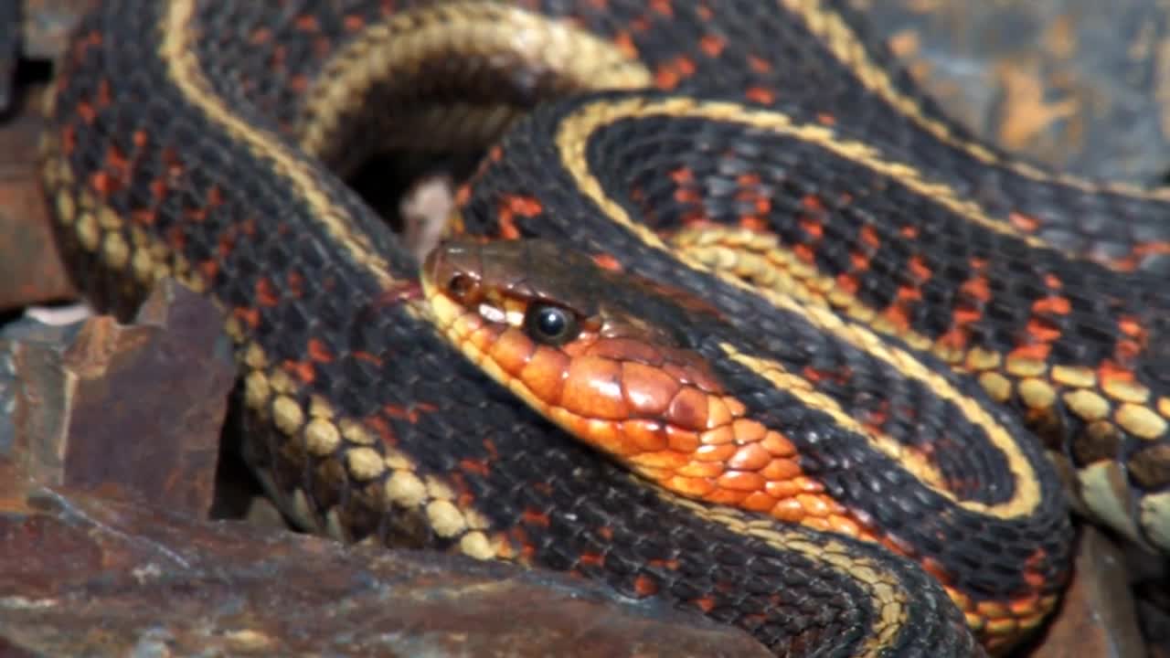 Garter Snake Coils Getting Ready to Strike