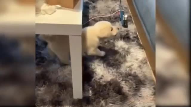 Golden retriever puppy plays hide and seek with his owner