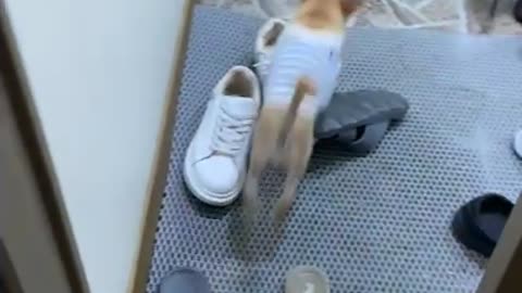 A cute puppy who wants to go for a walk, but it rains outside ㅠㅠ