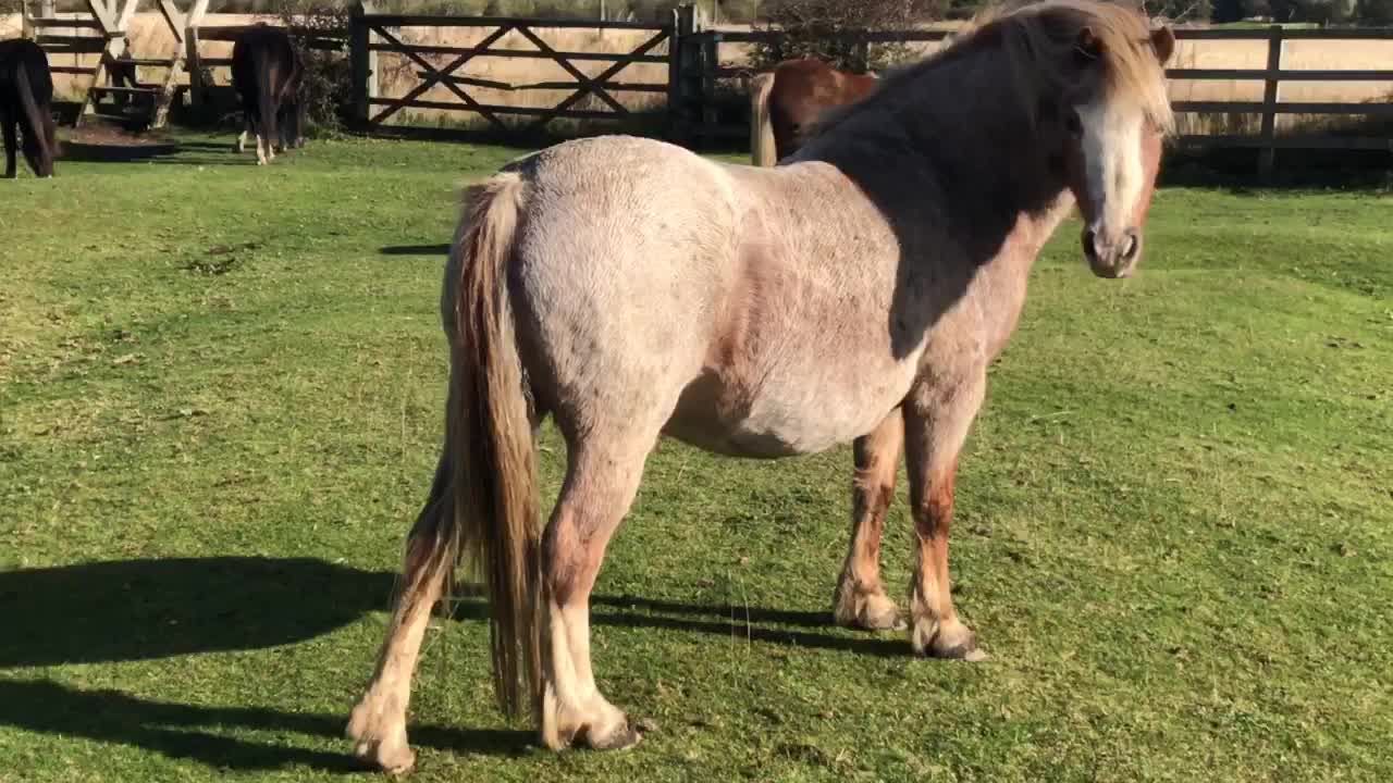 How English mountain horses graze near the farm 😊