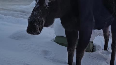 Moose Moseys Up To Window