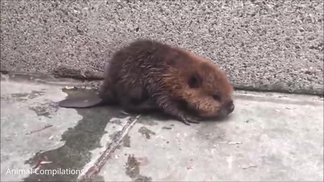 Baby Beavers Swimming - CUTEST Compilation Video