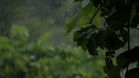 1h rain sound to sleep