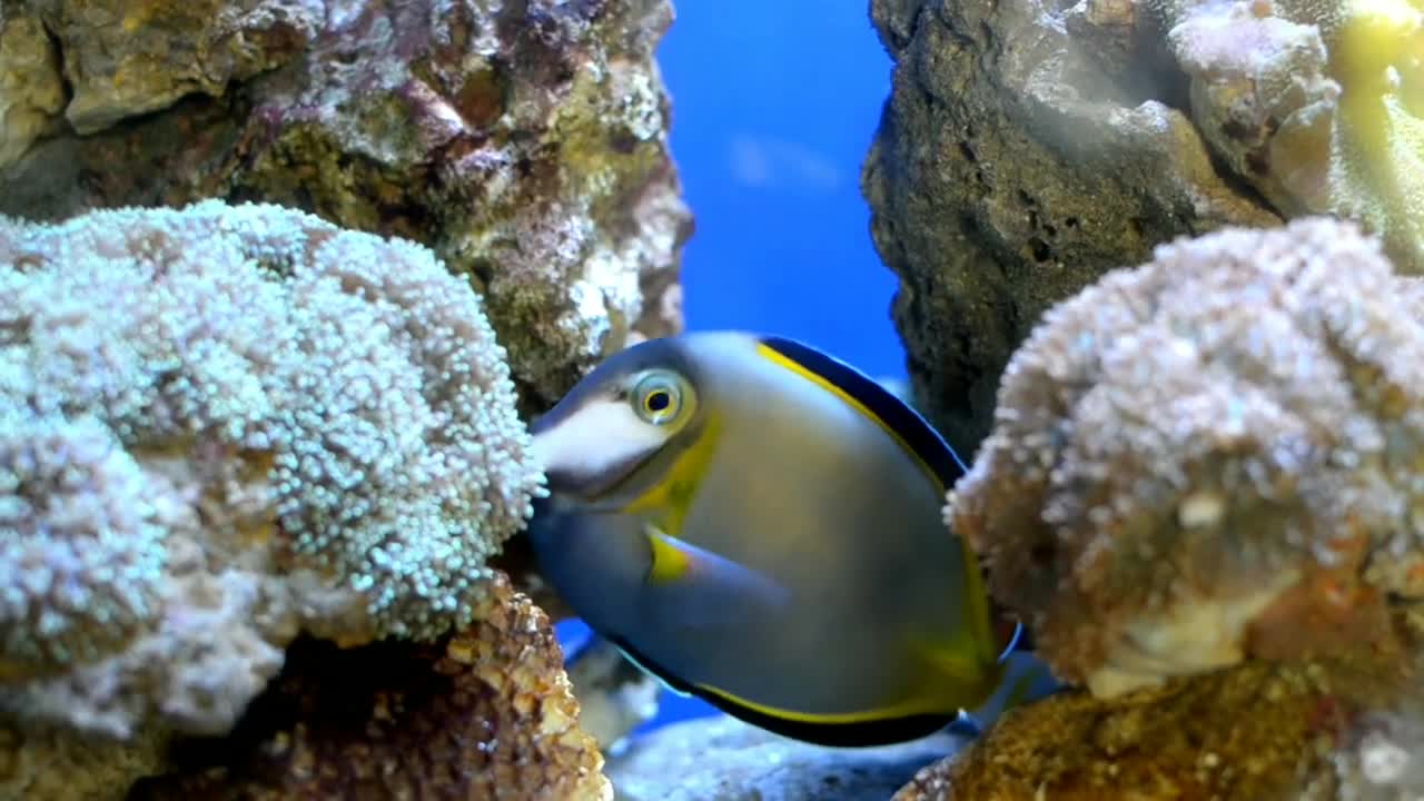 Two Fishes playing in deep underwater.