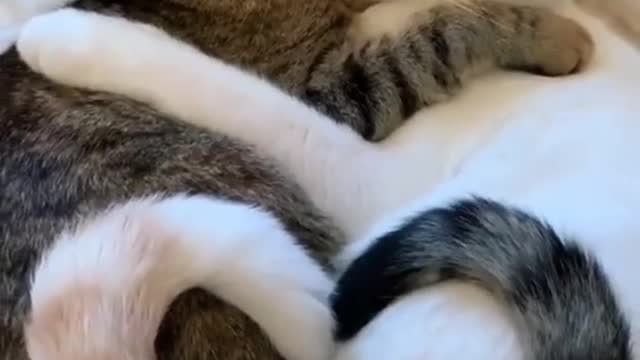 Beautiful cute cats Loving each other