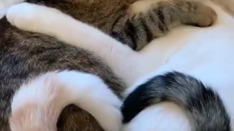 Beautiful cute cats Loving each other