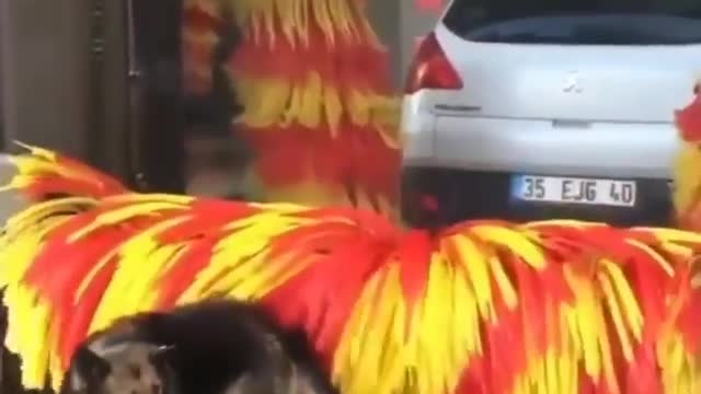 Dog Enjoys Getting Rubbed by Big Car Wash Roller