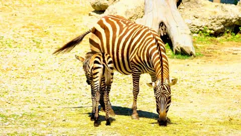 zebra mother taking care of the little zebra